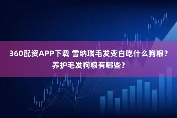 360配资APP下载 雪纳瑞毛发变白吃什么狗粮？养护毛发狗粮有哪些？